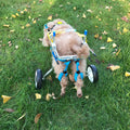wheelchair/scooter for dogs
