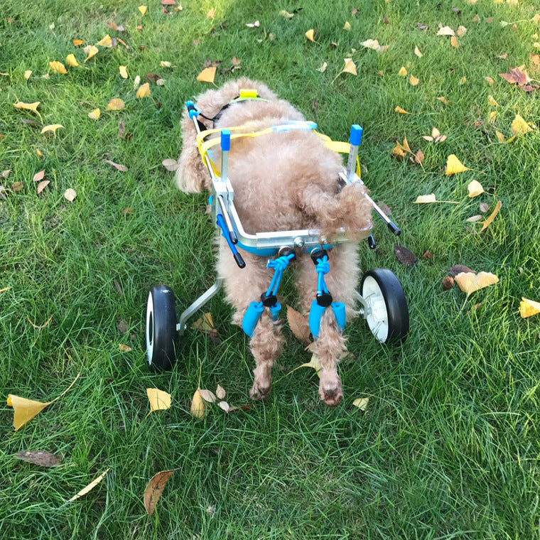 Wheelchair/Scooter for Dogs (Small to Medium)