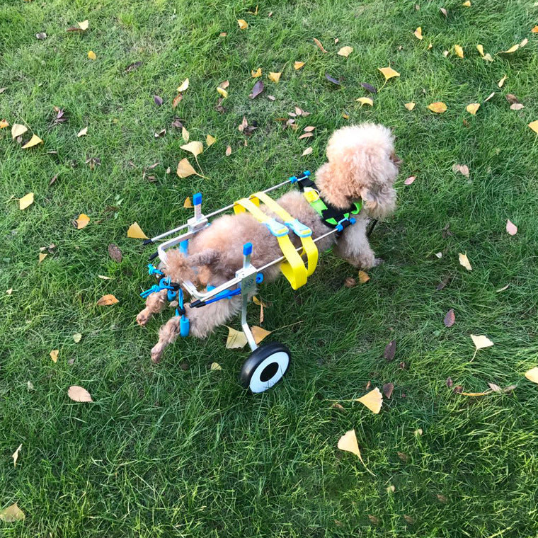 wheelchair/scooter for dogs