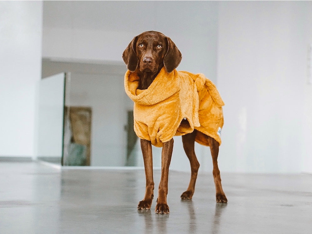 Bathrobes for Dogs!