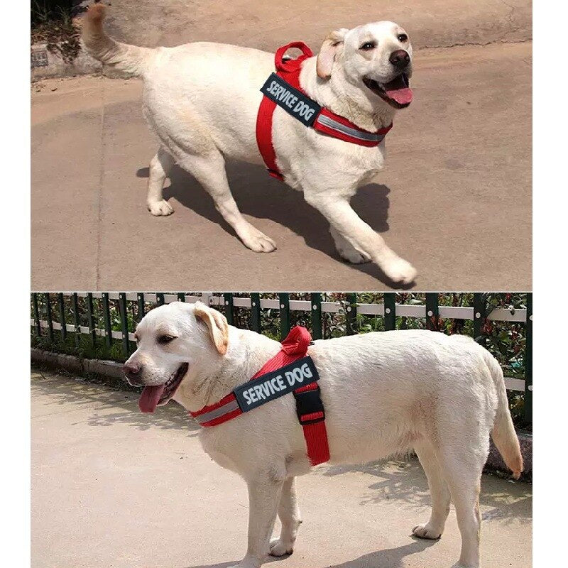 dog harness