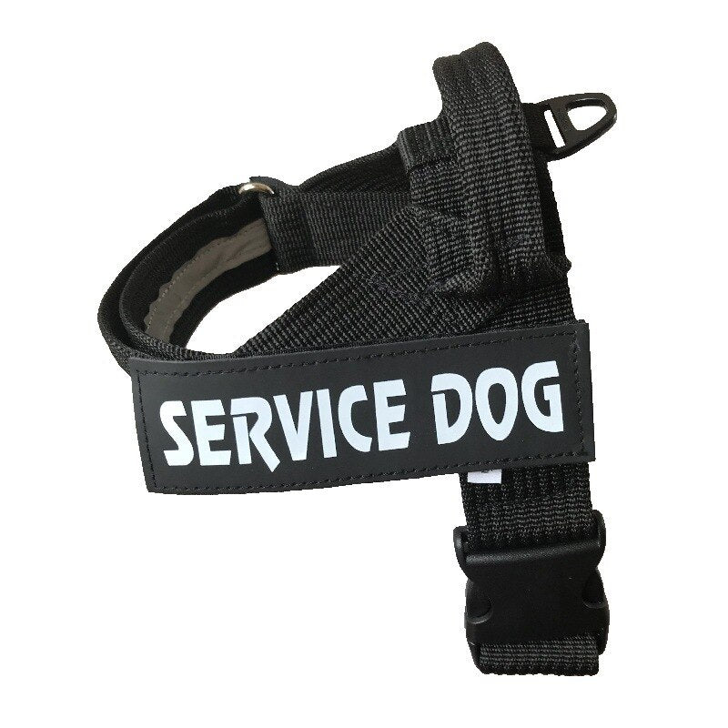 black dog harness