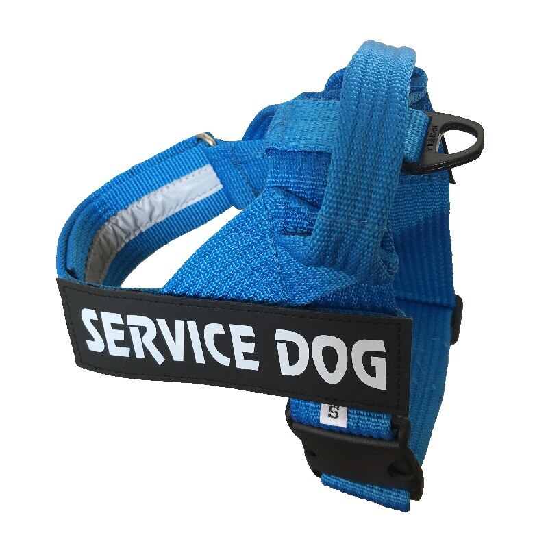 blue dog harness
