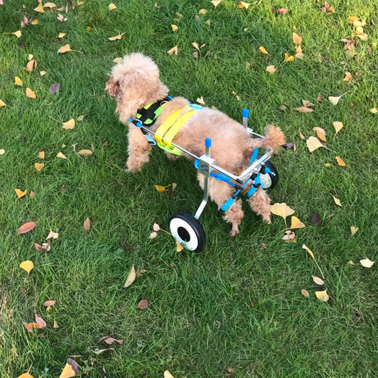 wheelchair/scooter for dogs