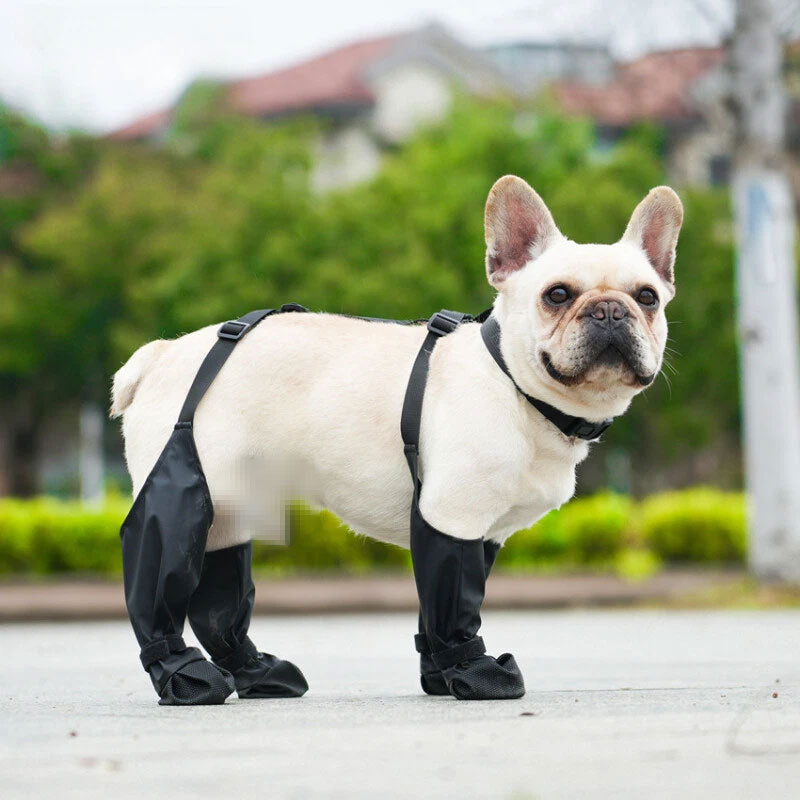 French bulldog wearing Suspender dog boots