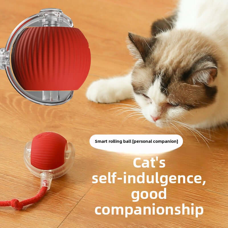 automatic cat toy